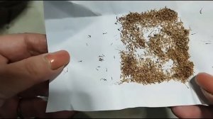 Цветок уничтожающий белокрылку.
