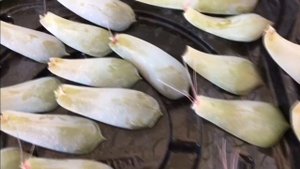 Эхеверия Размножение