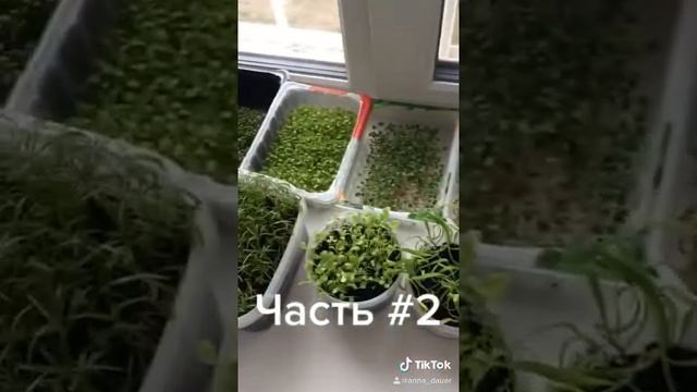 Микрозелень на окне! Легко и просто! Часть 2 смотреть онлайн