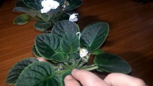 Фиалка АЕ-Амур Элит | Знакомство с сортом