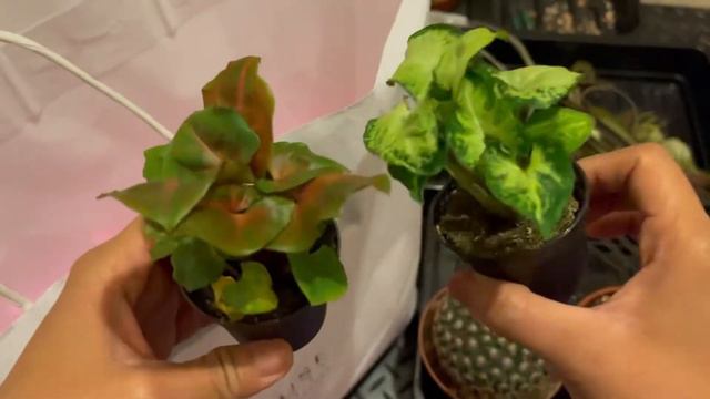 Giant Airplant | Air Plants Unboxing | new cacti, succulent, houseplants and air plants | Dec 11 смотреть онлайн