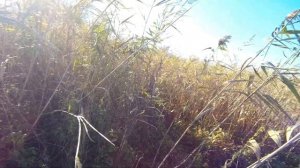 Охота на фазана с шотландским сеттером!!!