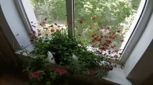 Цветы в подъезде. Петуния на окне.