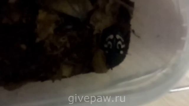 Экзотический насекомые - содержание дома узорчатых тараканов