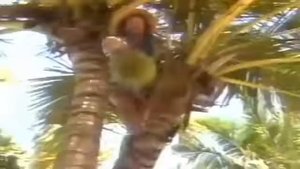 LAID BACK  Sunshine Reggae 1983