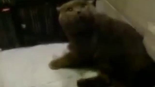 Смейся до слез!  КОТ говорит )))