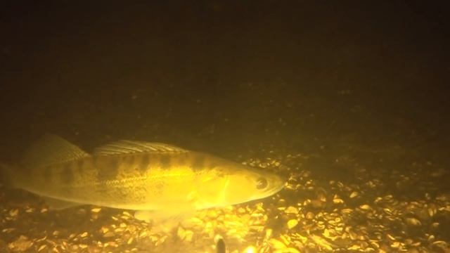 Сазан Судак и Окунь Три подводные охоты и Три Большие Рыбы смотреть онлайн