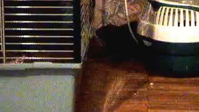 Крысы на передержке смотреть онлайн