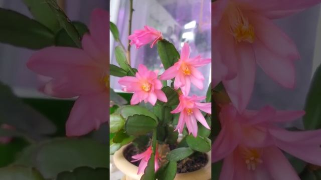 Цветет розовый рипсалидопсис (пасхальник) #shorts смотреть онлайн