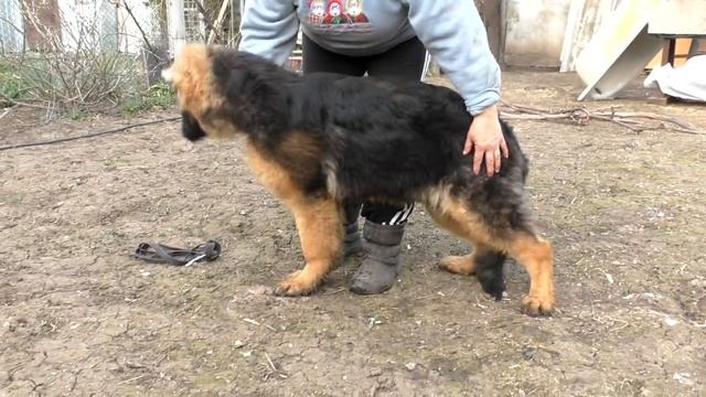 Первая стойка Дакара. Щенок длинношерстной немецкой овчарки. Puppy German Shepherd 4.5 months. смотреть онлайн