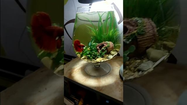 Бокал 5 л с декором и петушком смотреть онлайн