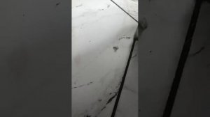 Детектив Мопски-Дело о пропавшей-сосисочке