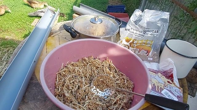 Когда я не кормлю рыбной мукой бройлеров / Кормление вкусной мешанкой / Моё мнение о цеолите /