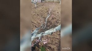 Формировка персика чашей,нормирование урожай