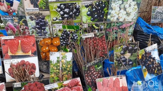 Ярмарка "Весенний сад" в парке В. Черевичкина г. Ростов-на-Дону смотреть онлайн