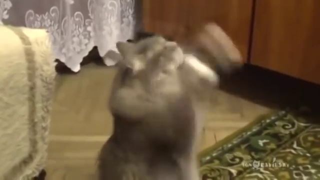 Хозяйка поёт, а кот зажигает смеялся долго смотреть онлайн