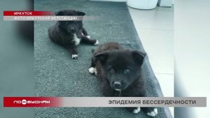 Котят и щенят массово выбрасывают этим летом в Иркутске