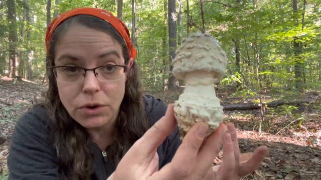 Amanita mushroom stem bases - Volvas, bulbs, and muscaroid zones!