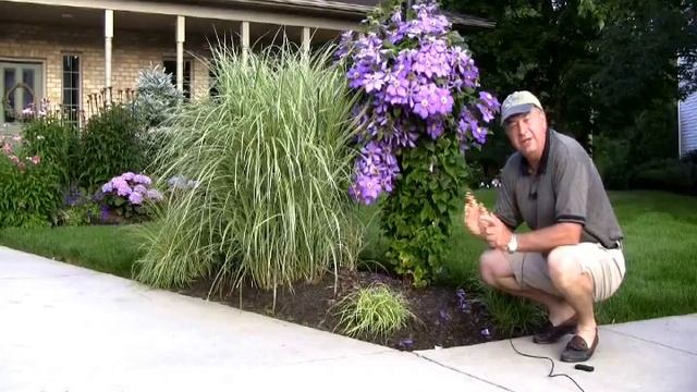 Best Flowering Vines - Clematis General Sikorski смотреть онлайн