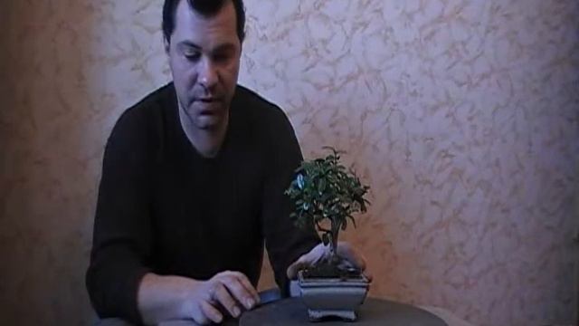 Бонсай микс 1 смотреть онлайн