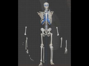 классификация соединений костей