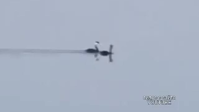 Новая охота (14.08) смотреть онлайн