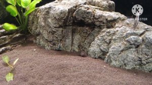 Гск Фитостикс .mp4