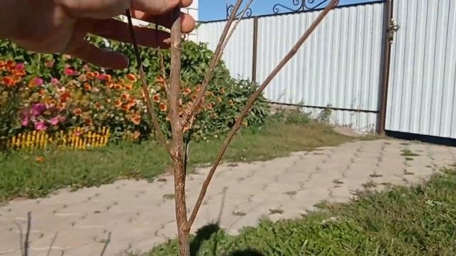 #саженцы_дешево#отзыв#вишня#зизифус Отзыв клиента Агромаркет24!