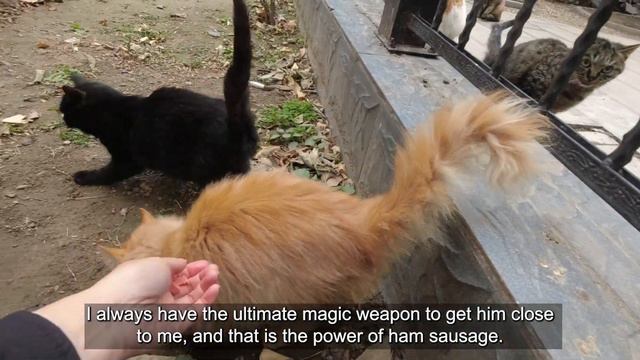 An orange stray cat that never let me touch him.