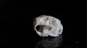 Degu skull (Octodon degus)