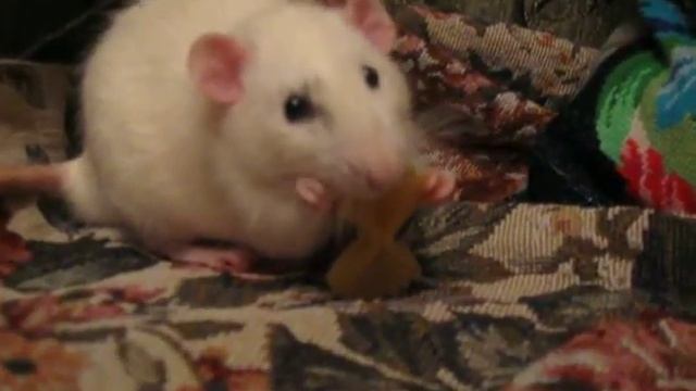 Погрызушки Щаки смотреть онлайн