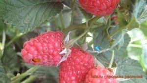 Малина традиционная Вольница (rubus volnitca) ? Вольница обзор: как сажать, саженцы малины Вольница