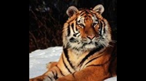 В МИРЕ ДИКИХ КОШЕК