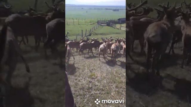 Маралы