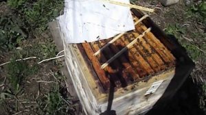 работа на пасеке в мае - когда лучше подставлять вощину