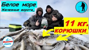 ✅ РЫБАЛКА НА КОРЮХА В БЕЛОМ МОРЕ  #Рыболов_севера  23 февраля