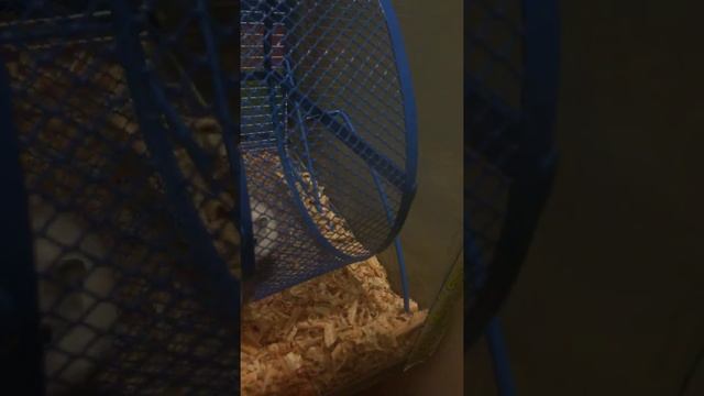 Ночная жизнь домашних питомцев смотреть онлайн