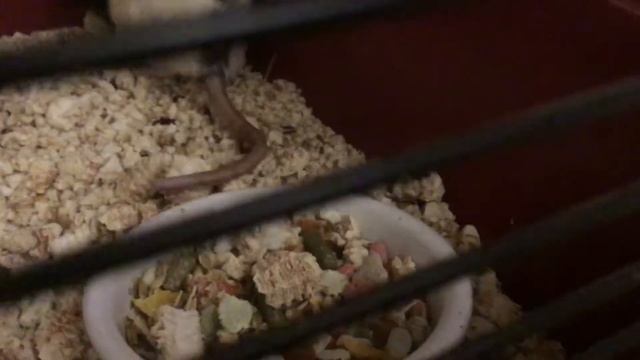 ???День Животных??? смотреть онлайн