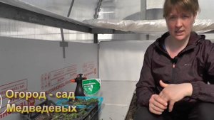 Выращивание торении: от посева до цветения. Яркий однолетник, украсит не только подоконник, но и са