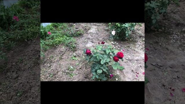 Раскопки в саду. Лучшие и неудачные розы. смотреть онлайн