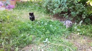 Бездомная семья ищет дом. Смешные котята/ Котики/ Бездомные животные