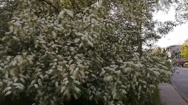 Дождались! Шикарно цветет черемуха!!! А аромат.... смотреть онлайн