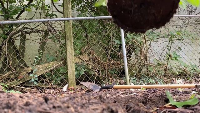 Planting a pinky winky Hydrangea смотреть онлайн
