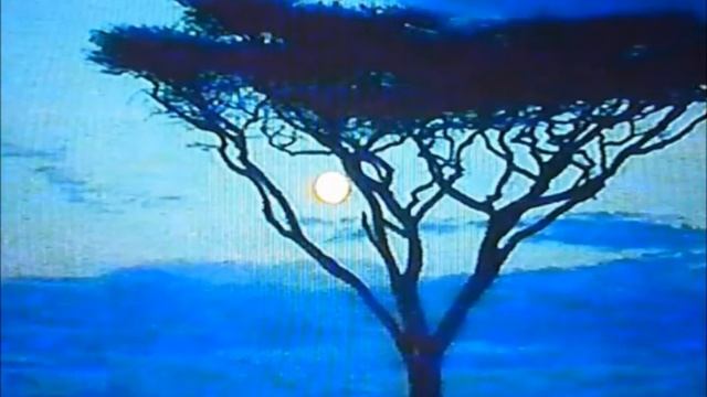 The Blank Tapes-Tamarind seeds смотреть онлайн