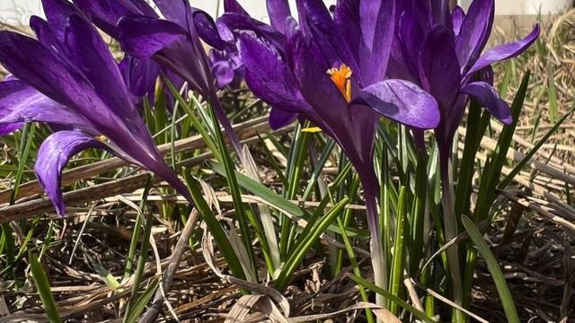 Первоцветы 2023 смотреть онлайн