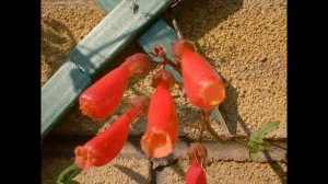 ВИСЛОПЛОДНИК   (ECCREMOCARPUS)  сем. Бигнониевые