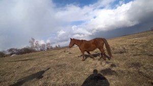 Купили #Лошадь директору канала @Лошади и охота как часть жизни