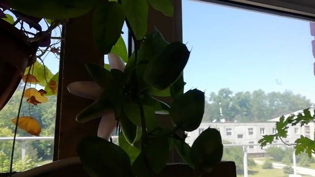 Комнатные растения с приятным ароматом смотреть онлайн