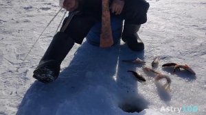 Мартовский окунь на чертика Часть 2