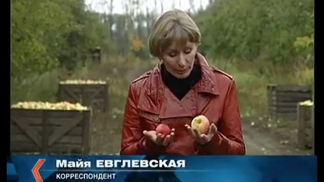 Лебедянские яблоки раздора. Сборщики урожая оказались на положении рабов смотреть онлайн